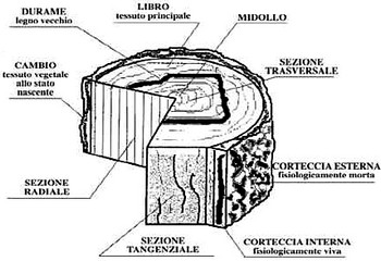 Perché il Legno è Anisotropo? Ecco Come Funziona un Albero